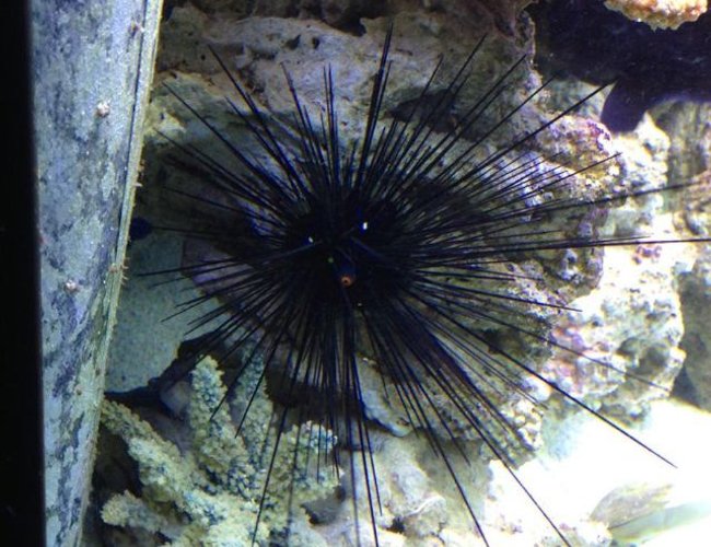 corals inverts - diadema setosum - longspine urchin, black stocking in 150 gallons tank - Spike the Sea Urchin corals inverts - diadema setosum - longspine urchin, black stocking in 150 gallons tank - Spike the Sea Urchin