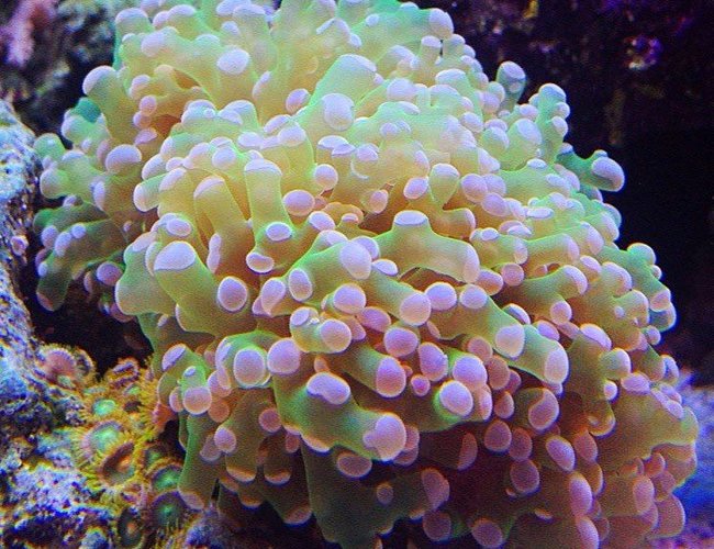 corals inverts - euphyllia paradivisa - frogspawn coral stocking in 45 gallons tank - frogspawn corals inverts - euphyllia paradivisa - frogspawn coral stocking in 45 gallons tank - frogspawn