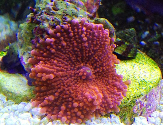 corals inverts - ricordea yuma - flower / ricordea mushroom stocking in 45 gallons tank - pink ricordea yuma corals inverts - ricordea yuma - flower / ricordea mushroom stocking in 45 gallons tank - pink ricordea yuma