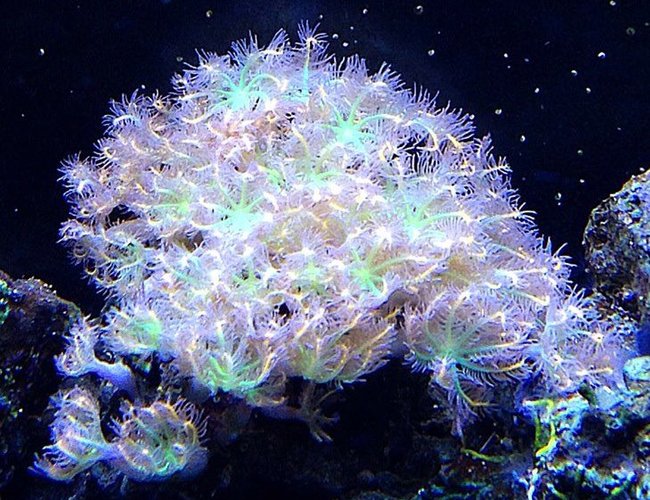 corals inverts - clavularia sp. - clove polyp stocking in 45 gallons tank - clove polyps corals inverts - clavularia sp. - clove polyp stocking in 45 gallons tank - clove polyps