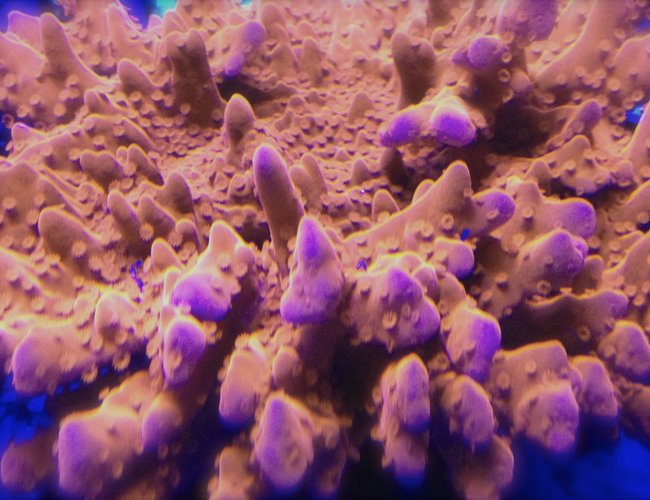 corals inverts - montipora setosa - red montipora setosa stocking in 75 gallons tank - setosa monti corals inverts - montipora setosa - red montipora setosa stocking in 75 gallons tank - setosa monti