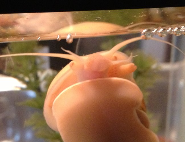 corals inverts - pomacea bridgesii - mystery snail stocking in 10 gallons tank - My mystery snail.. This big guy is my favorite! corals inverts - pomacea bridgesii - mystery snail stocking in 10 gallons tank - My mystery snail.. This big guy is my favorite!
