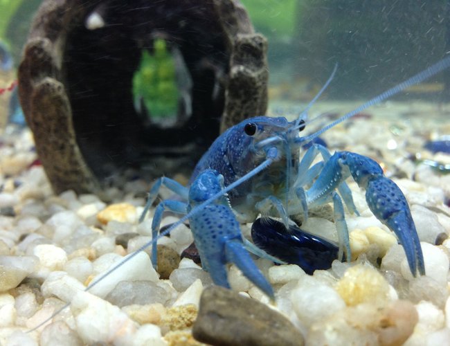 corals inverts - cherax destructor - blue knight lobster stocking in 36 gallons tank - Our electric blue crayfish corals inverts - cherax destructor - blue knight lobster stocking in 36 gallons tank - Our electric blue crayfish