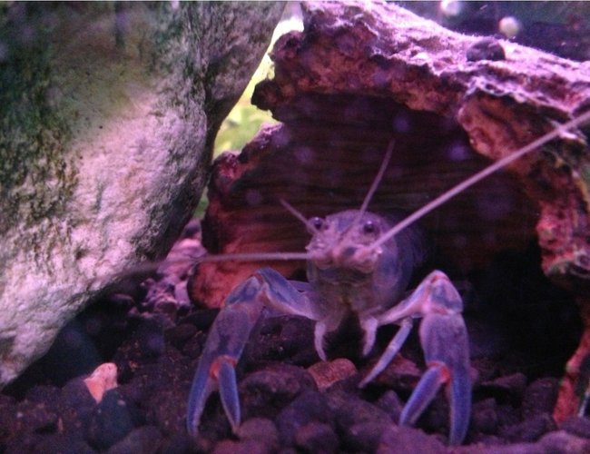 corals inverts stocking in 50 gallons tank - My yabbie! corals inverts stocking in 50 gallons tank - My yabbie!