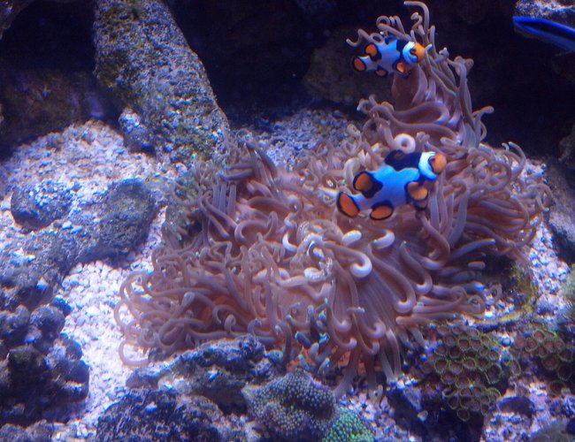 corals inverts - macrodactyla doreensis - long tentacle anemone stocking in 550 gallons tank - Long tentacle anemone with its Picasso clowns corals inverts - macrodactyla doreensis - long tentacle anemone stocking in 550 gallons tank - Long tentacle anemone with its Picasso clowns