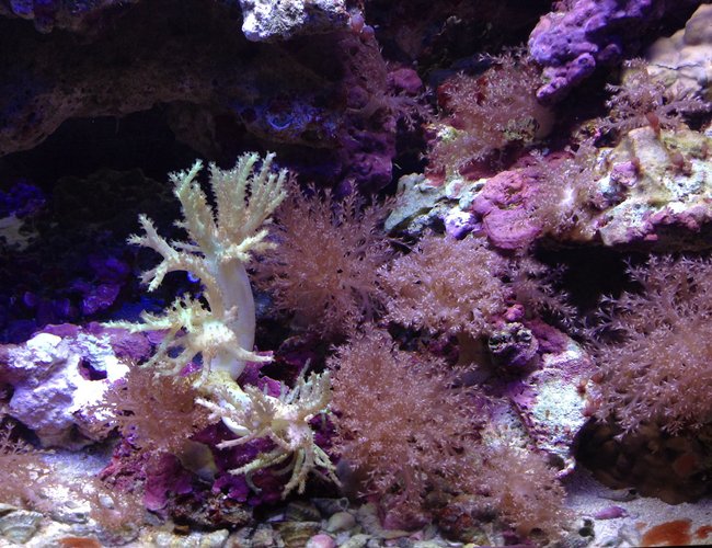 corals inverts - seriatopora hystrix - birdsnest coral stocking in 55 gallons tank - Corals corals inverts - seriatopora hystrix - birdsnest coral stocking in 55 gallons tank - Corals