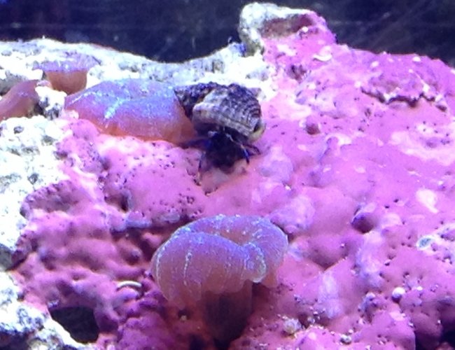 corals inverts - calcinus laevimanus - dwarf zebra hermit crab stocking in 55 gallons tank - Crab corals inverts - calcinus laevimanus - dwarf zebra hermit crab stocking in 55 gallons tank - Crab