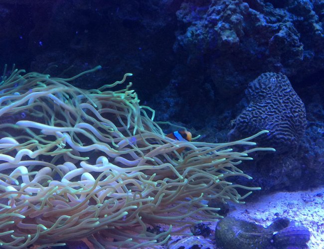 corals inverts - macrodactyla doreensis - long tentacle anemone stocking in 75 gallons tank - Salt tank after 6 mo
Long tentacle anemone corals inverts - macrodactyla doreensis - long tentacle anemone stocking in 75 gallons tank - Salt tank after 6 mo
Long tentacle anemone