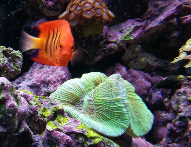 corals inverts - trachyphyllia geoffroyi - brain coral, trachyphyllia stocking in 80 gallons tank - Flame hanging next to coral corals inverts - trachyphyllia geoffroyi - brain coral, trachyphyllia stocking in 80 gallons tank - Flame hanging next to coral