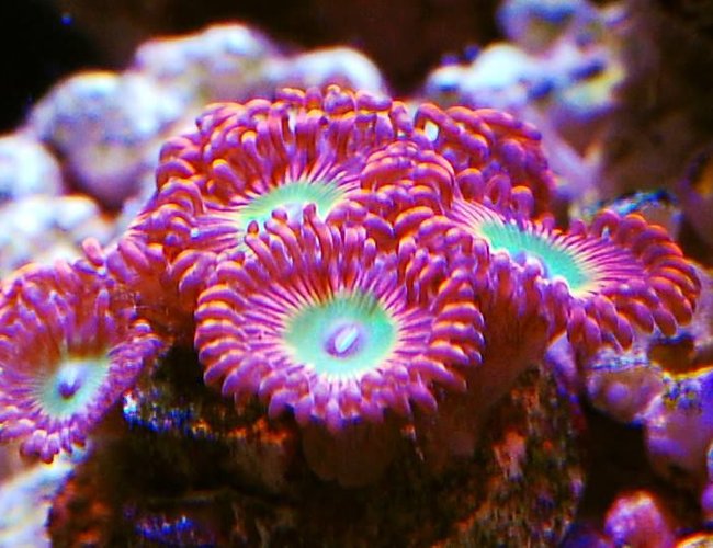corals inverts - zoanthus sp. - colony polyp, darth maul stocking in 105 gallons tank - Zoas corals inverts - zoanthus sp. - colony polyp, darth maul stocking in 105 gallons tank - Zoas