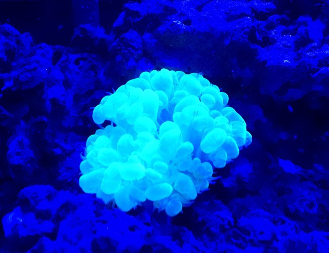 corals inverts stocking in 50 gallons tank - New bubble coral corals inverts stocking in 50 gallons tank - New bubble coral