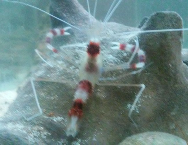 corals inverts stocking in 40 gallons tank - Coral banded shrimp corals inverts stocking in 40 gallons tank - Coral banded shrimp