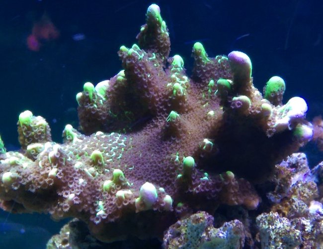 corals inverts stocking in 75 gallons tank - montipora spongodes corals inverts stocking in 75 gallons tank - montipora spongodes