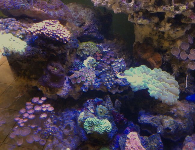 corals inverts stocking in 53 gallons tank - My zoa corals inverts stocking in 53 gallons tank - My zoa
