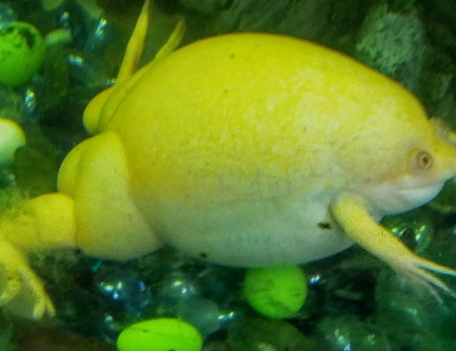 corals inverts stocking in 35 gallons tank - Albino frog; African crawled frog (I think) corals inverts stocking in 35 gallons tank - Albino frog; African crawled frog (I think)