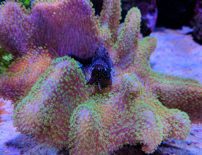 corals inverts stocking in 90 gallons tank - Algae blenny over toadstool coral corals inverts stocking in 90 gallons tank - Algae blenny over toadstool coral