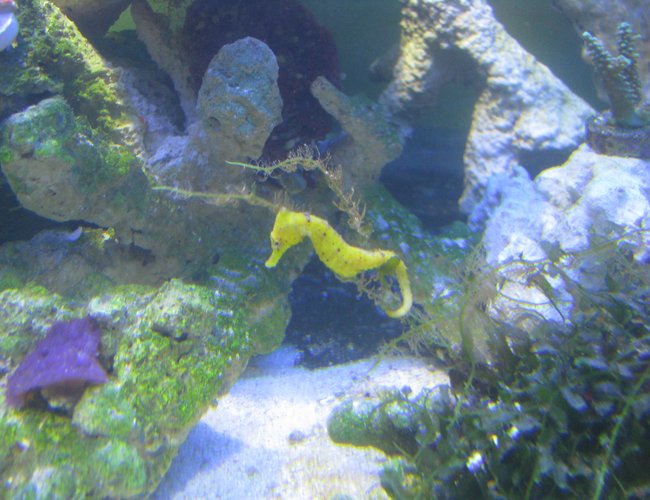corals inverts stocking in 180 gallons tank - See the horse corals inverts stocking in 180 gallons tank - See the horse