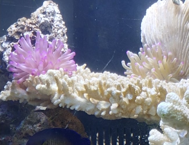 corals inverts stocking in 125 gallons tank - 2 Happy Nems corals inverts stocking in 125 gallons tank - 2 Happy Nems