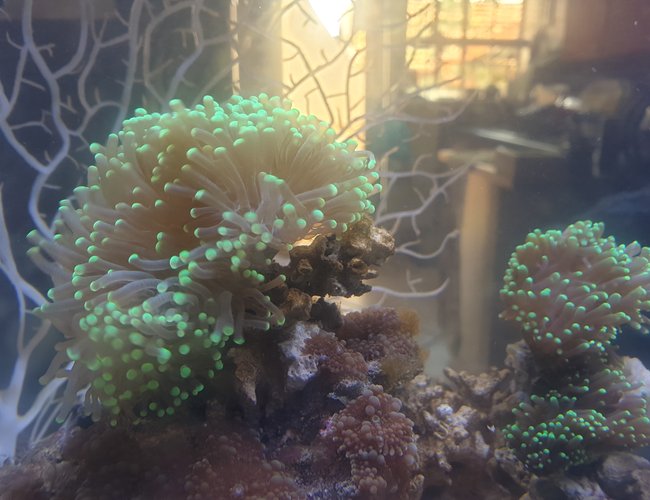 corals inverts stocking in 27 gallons tank - Torch corals corals inverts stocking in 27 gallons tank - Torch corals