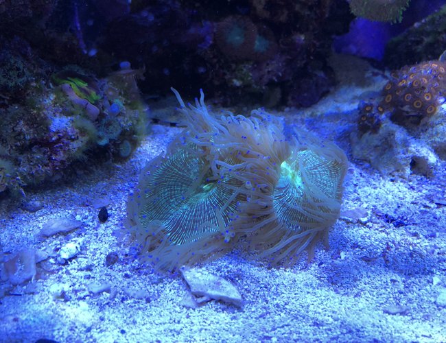 corals inverts stocking in 65 gallons tank - Elegance Coral corals inverts stocking in 65 gallons tank - Elegance Coral