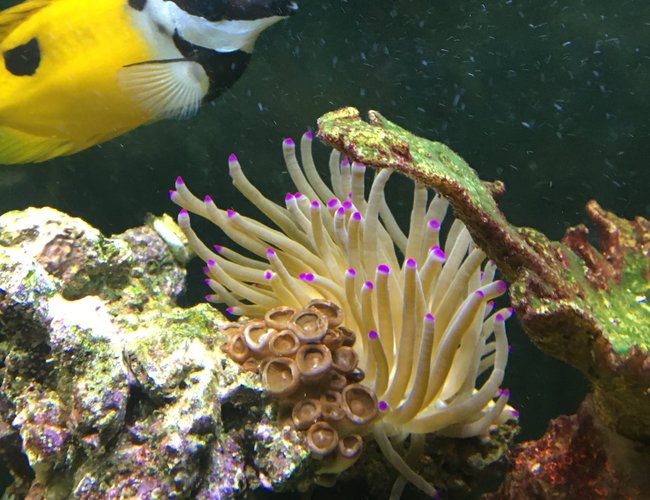 corals inverts stocking in 150 gallons tank - Foxface Rabbitfish and my Haitian Condylactus Anemone. corals inverts stocking in 150 gallons tank - Foxface Rabbitfish and my Haitian Condylactus Anemone.