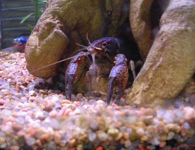 corals inverts - enoplometopus sp. - debelius' reef lobster - "Pinchy" the crawfish! corals inverts - enoplometopus sp. - debelius' reef lobster - "Pinchy" the crawfish!