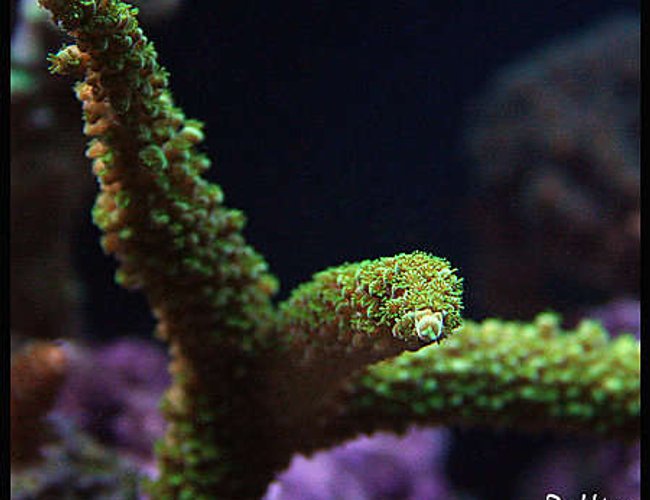 corals inverts - acropora abrolhosensis - fuzzy green tip staghorn stocking in 125 gallons tank - Acropora corals inverts - acropora abrolhosensis - fuzzy green tip staghorn stocking in 125 gallons tank - Acropora