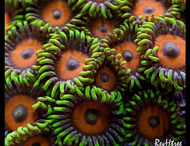 corals inverts - zoanthus sp. - eagle eye zoanthids stocking in 125 gallons tank - Zoanthids (Eagle Eyes) corals inverts - zoanthus sp. - eagle eye zoanthids stocking in 125 gallons tank - Zoanthids (Eagle Eyes)