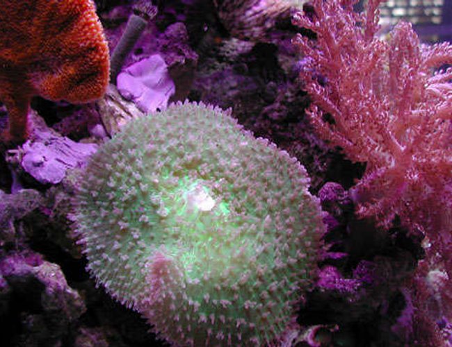 corals inverts - amplexidiscus spp. - giant cup mushroom stocking in 20 gallons tank - Large mushroom (about 5" in diameter). corals inverts - amplexidiscus spp. - giant cup mushroom stocking in 20 gallons tank - Large mushroom (about 5" in diameter).