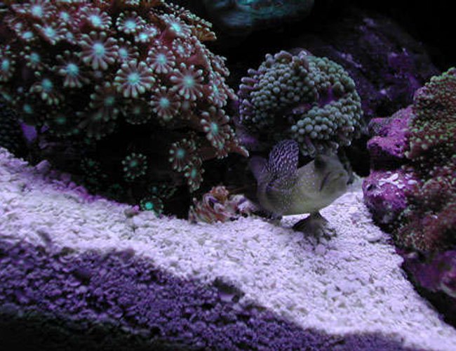corals inverts - alpheus sp. - pistol shrimp stocking in 20 gallons tank - Pistol shrimp and Yellow Watchman Goby corals inverts - alpheus sp. - pistol shrimp stocking in 20 gallons tank - Pistol shrimp and Yellow Watchman Goby