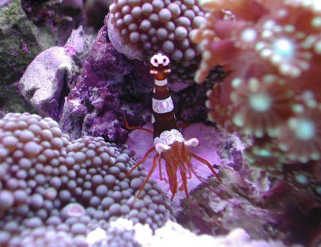 corals inverts - thor amboinensis - sexy anemone shrimp stocking in 20 gallons tank - Sexy Shrimp corals inverts - thor amboinensis - sexy anemone shrimp stocking in 20 gallons tank - Sexy Shrimp