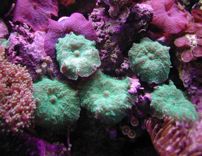 corals inverts - rhodactis inchoata - bullseye mushroom stocking in 20 gallons tank - Brilliant Green Mushrooms corals inverts - rhodactis inchoata - bullseye mushroom stocking in 20 gallons tank - Brilliant Green Mushrooms