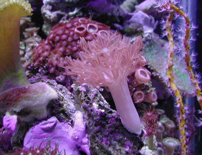 corals inverts - anthelia sp. - waving hand - blue stocking in 20 gallons tank - Pulsing Xenia corals inverts - anthelia sp. - waving hand - blue stocking in 20 gallons tank - Pulsing Xenia