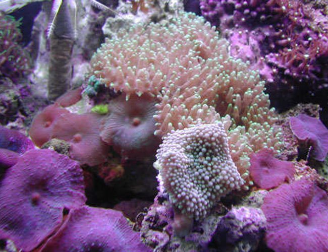 corals inverts - rhodactis inchoata - bullseye mushroom, purple stocking in 20 gallons tank - Fuzzy Mushrooms corals inverts - rhodactis inchoata - bullseye mushroom, purple stocking in 20 gallons tank - Fuzzy Mushrooms