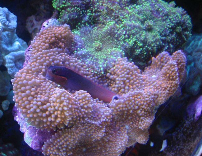 corals inverts - ricordea florida - ricordea mushroom stocking in 55 gallons tank - Tail Spot Blennie on Pink Ricordias corals inverts - ricordea florida - ricordea mushroom stocking in 55 gallons tank - Tail Spot Blennie on Pink Ricordias