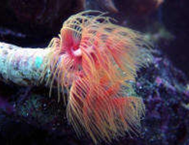 corals inverts - protula bispiralis - hard tube coco worm stocking in 160 gallons tank - Coco Worm corals inverts - protula bispiralis - hard tube coco worm stocking in 160 gallons tank - Coco Worm
