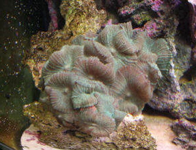 corals inverts - rhodactis inchoata - bullseye mushroom stocking in 160 gallons tank - Green Mushroom Rock corals inverts - rhodactis inchoata - bullseye mushroom stocking in 160 gallons tank - Green Mushroom Rock