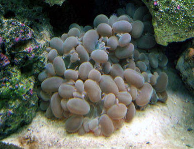 corals inverts - plerogyra sinuosa - bubble coral stocking in 160 gallons tank - Bubble Coral corals inverts - plerogyra sinuosa - bubble coral stocking in 160 gallons tank - Bubble Coral