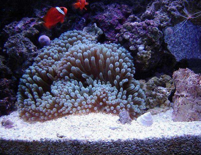 corals inverts - heteractis malu - sebae anemone, purple stocking in 72 gallons tank - Anemone as of Mar 06. corals inverts - heteractis malu - sebae anemone, purple stocking in 72 gallons tank - Anemone as of Mar 06.