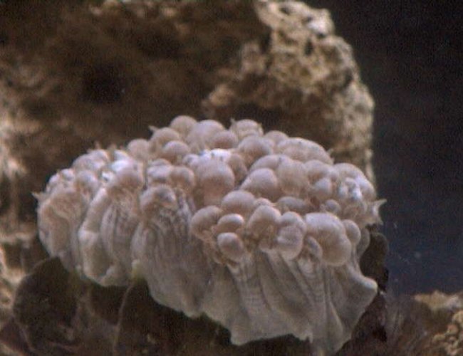 corals inverts - plerogyra sinuosa - bubble coral, white stocking in 27 gallons tank - A pic of my Bubble corals inverts - plerogyra sinuosa - bubble coral, white stocking in 27 gallons tank - A pic of my Bubble