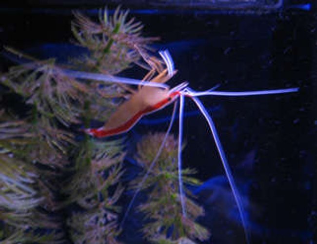 corals inverts - lysmata amboinensis - scarlet skunk cleaner shrimp stocking in 38 gallons tank - Tank 1 cleaner shrimp corals inverts - lysmata amboinensis - scarlet skunk cleaner shrimp stocking in 38 gallons tank - Tank 1 cleaner shrimp