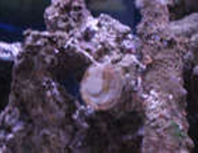 corals inverts - pomacea canaliculata - apple snail stocking in 38 gallons tank - snail on tank 1 glass corals inverts - pomacea canaliculata - apple snail stocking in 38 gallons tank - snail on tank 1 glass
