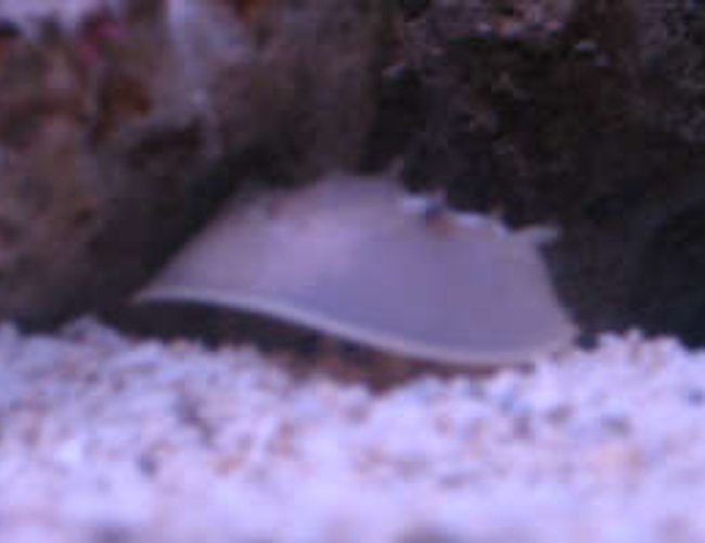 corals inverts - limulus polyphemus - horseshoe crab stocking in 38 gallons tank - horseshoe crab in tank 1 corals inverts - limulus polyphemus - horseshoe crab stocking in 38 gallons tank - horseshoe crab in tank 1