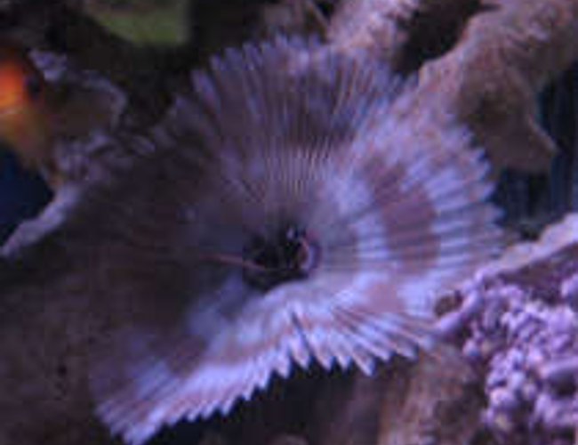corals inverts - sabellastarte sp. - hawaiian feather duster stocking in 38 gallons tank - Feather duster worm form tank 1 corals inverts - sabellastarte sp. - hawaiian feather duster stocking in 38 gallons tank - Feather duster worm form tank 1