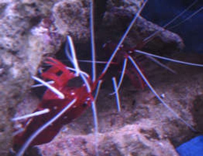 corals inverts - lysmata debelius - blood red fire shrimp stocking in 38 gallons tank - tank 1 both blood shrimp corals inverts - lysmata debelius - blood red fire shrimp stocking in 38 gallons tank - tank 1 both blood shrimp