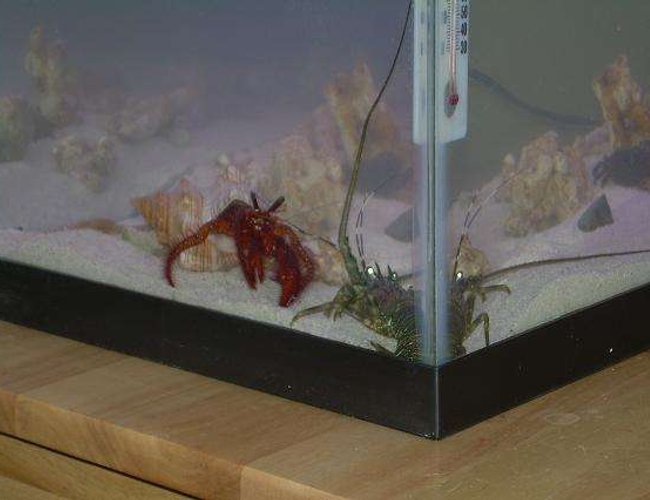 corals inverts - dardanus lagopodes - hairy red hermit crab stocking in 29 gallons tank - lobster and crab corals inverts - dardanus lagopodes - hairy red hermit crab stocking in 29 gallons tank - lobster and crab