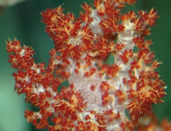 corals inverts - dendronephthya sp. - carnation tree coral stocking in 32 gallons tank - Red Carnation Coral - not a beginers Coral, Difficult to Feed... corals inverts - dendronephthya sp. - carnation tree coral stocking in 32 gallons tank - Red Carnation Coral - not a beginers Coral, Difficult to Feed...