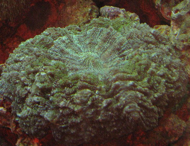 corals inverts - scolymia wellsi - artichoke coral stocking in 110 gallons tank - Artichoke Coral corals inverts - scolymia wellsi - artichoke coral stocking in 110 gallons tank - Artichoke Coral