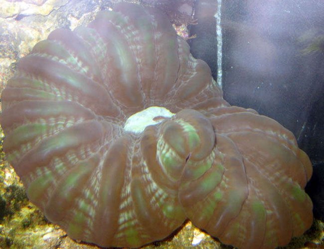 corals inverts - cynarina lacrymalis - button coral, cynarina stocking in 110 gallons tank - Donut Coral corals inverts - cynarina lacrymalis - button coral, cynarina stocking in 110 gallons tank - Donut Coral