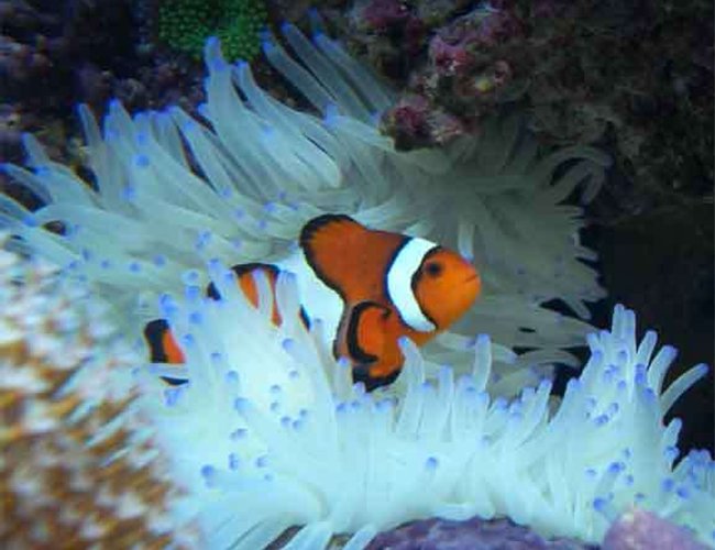 corals inverts - condylactis gigantea - condy anemone stocking in 160 gallons tank - Clownfish in Sebea Anenomea corals inverts - condylactis gigantea - condy anemone stocking in 160 gallons tank - Clownfish in Sebea Anenomea